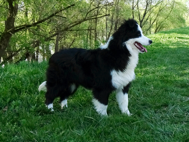 kép a görög import fekete-fehér szuka kutyáról Gisele-ről