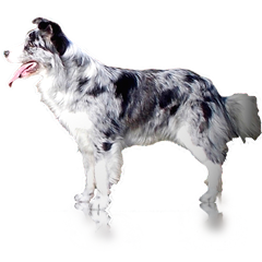 A Moonlight-Shepherd border collie kennel szépkorú kutyája Cha-Cha-Cha at Real Pearl
