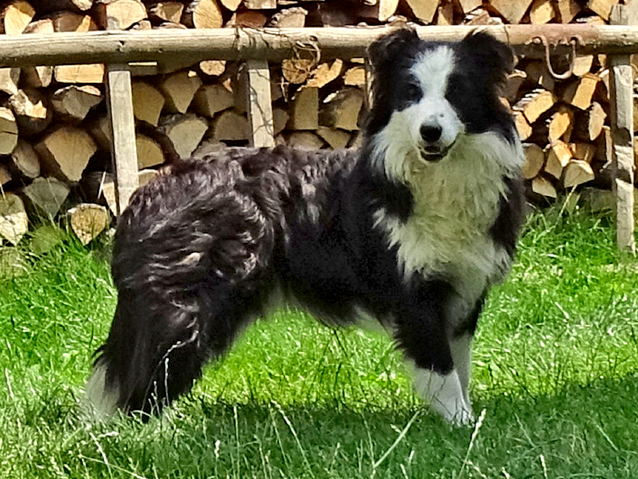 kép a görög import fekete-fehér szuka kutyáról
