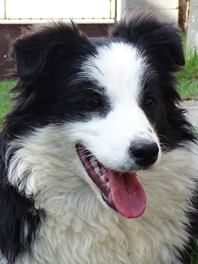 kép a görög import fekete-fehér szuka kutyáról Gisele-ről