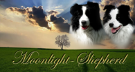 Moonlight-Shepherd border collie kennel aktuális párosítás kép
