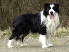 border collie kan Ragtime at Real Pearl