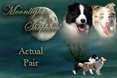 Moonlight-Shepherd border collie kennel aktuális párosítás kép