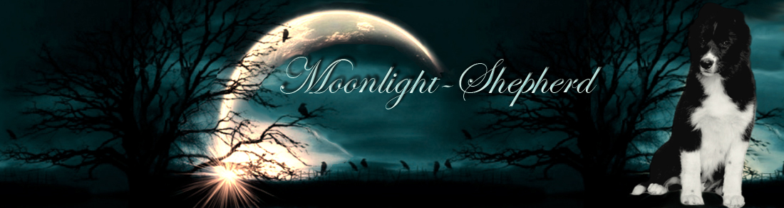 Moonlight-Shepherd border collie kennel fejléc kép